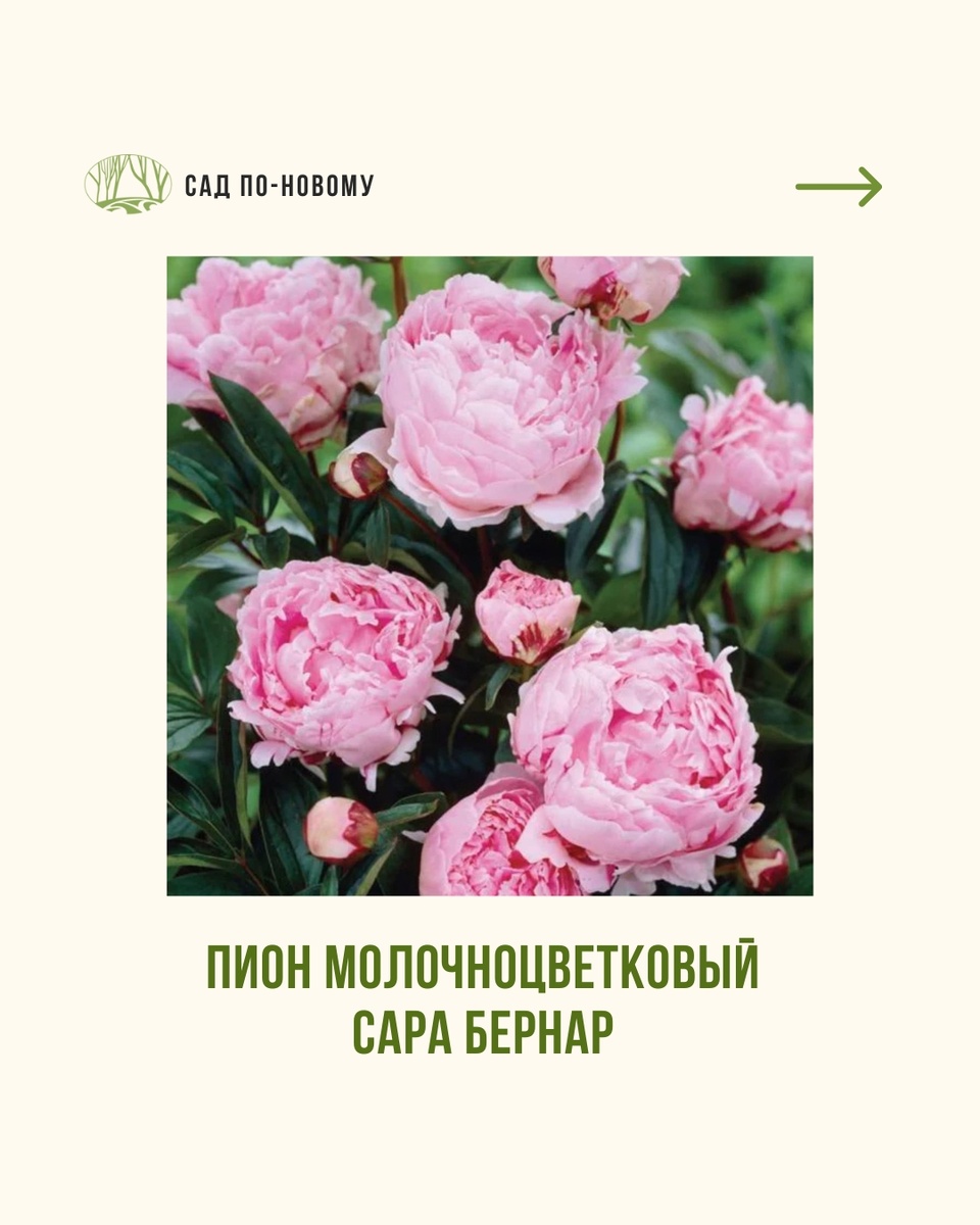 Листайте галерею по стрелке вправо 