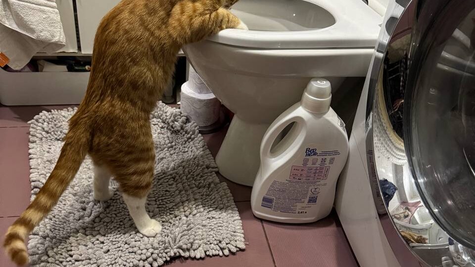 Кот, который умеет всё (и даже больше)