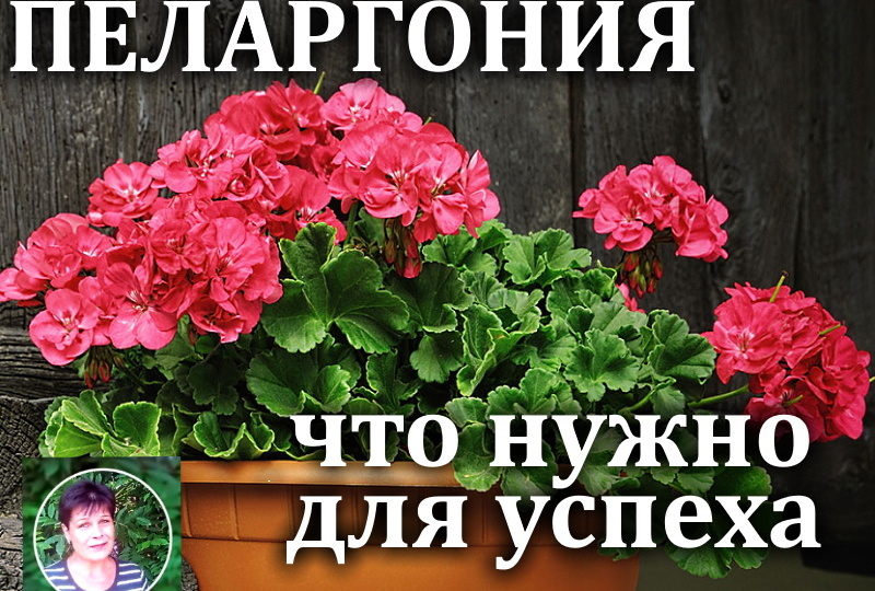 Почему у одних пеларгония растёт сама, а у других вянет? Разбираем ошибки и учимся, как надо