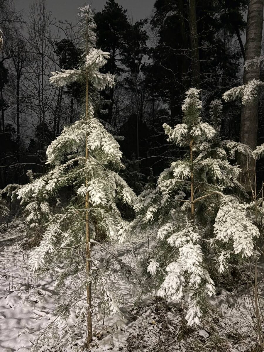 Снег выпал...