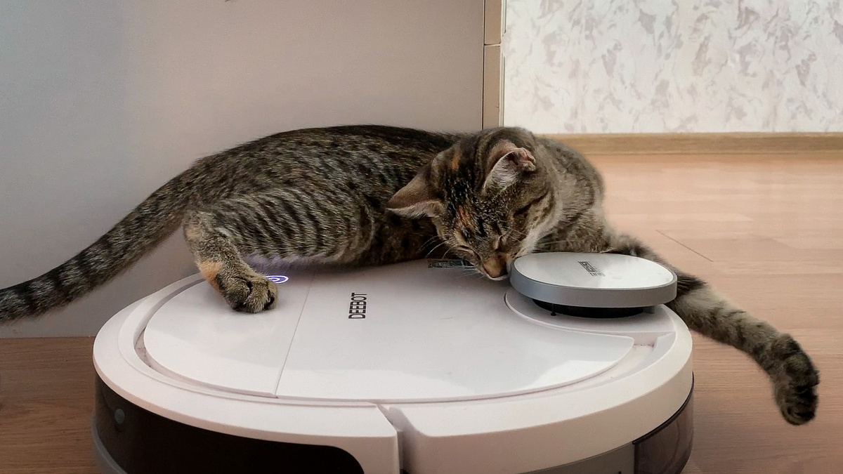 Домохозяйка Лана