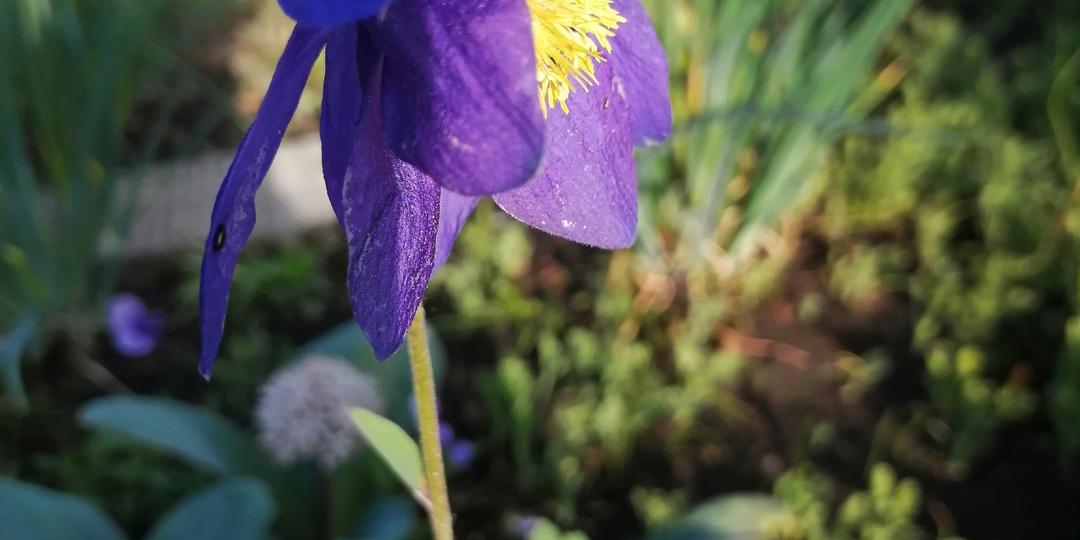 Любимые растения. Аквилегии.