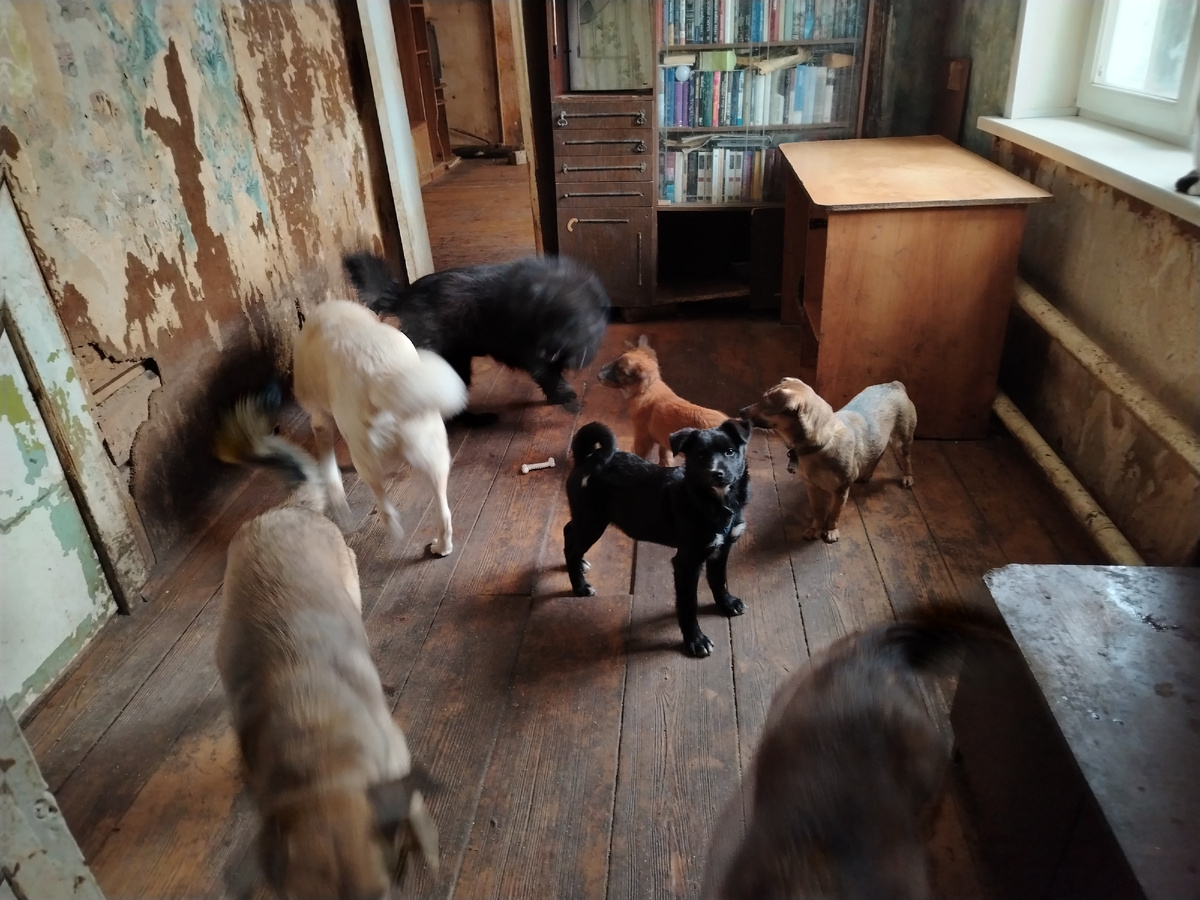 Кошечки разбежались, когда собачки играются. 