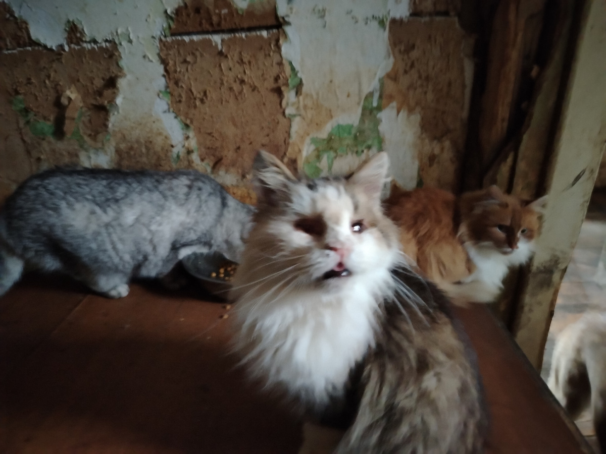 На переднем плане слепая Нюрочка. У неё пустые впадинки вместо глаз. Такую я нашла её в апреле 2023 года. 