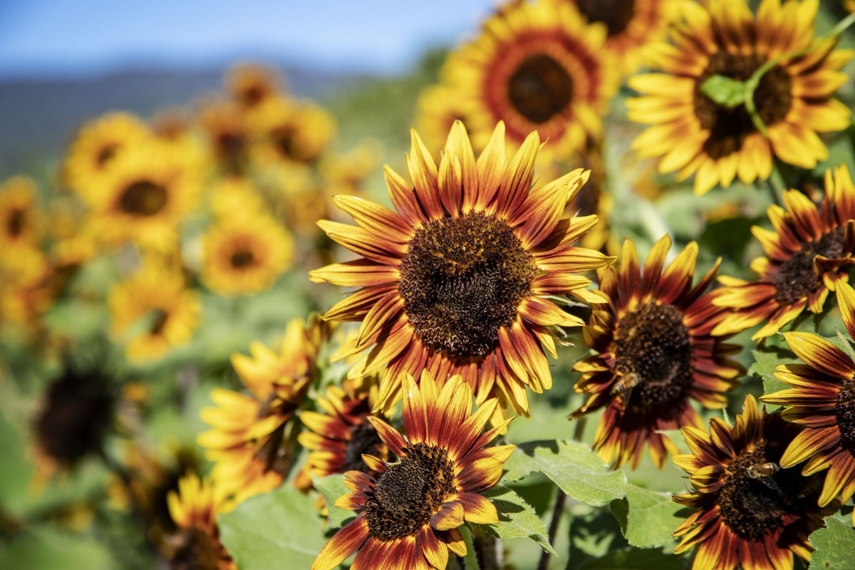    Декоративные подсолнухи