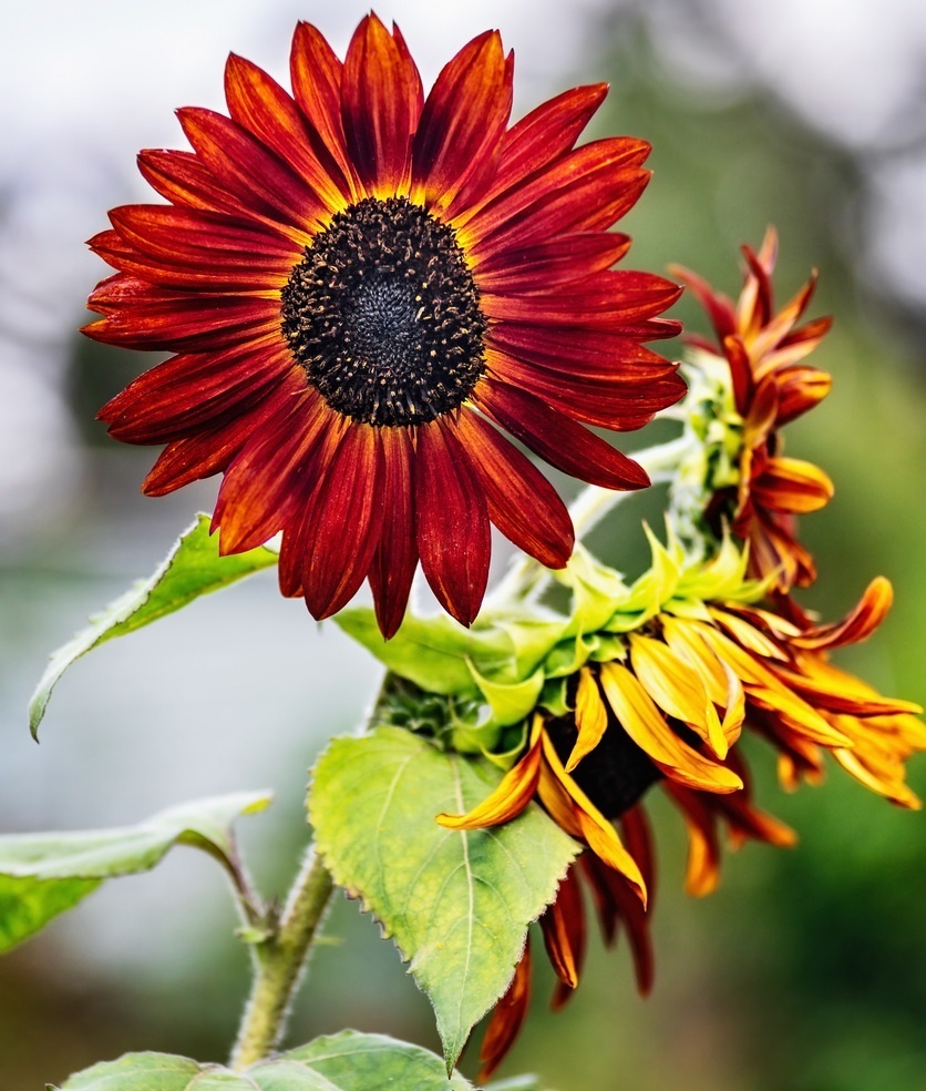    Сортов с нетрадиционной окраской цветков очень много