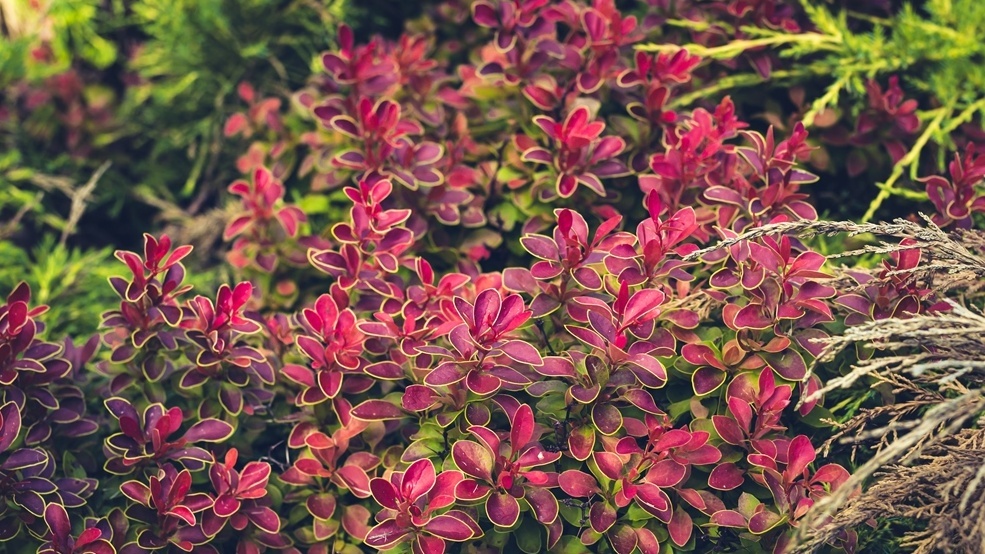 Барбарис  в октябре - настоящий огонь в саду