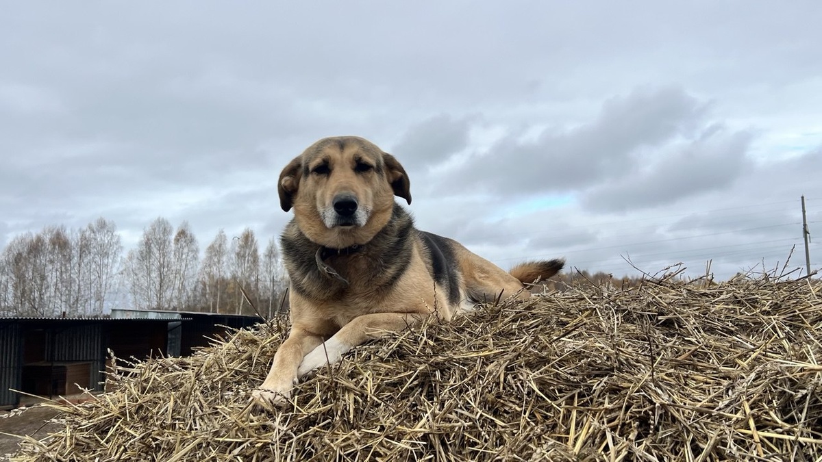    Анна Сальникова