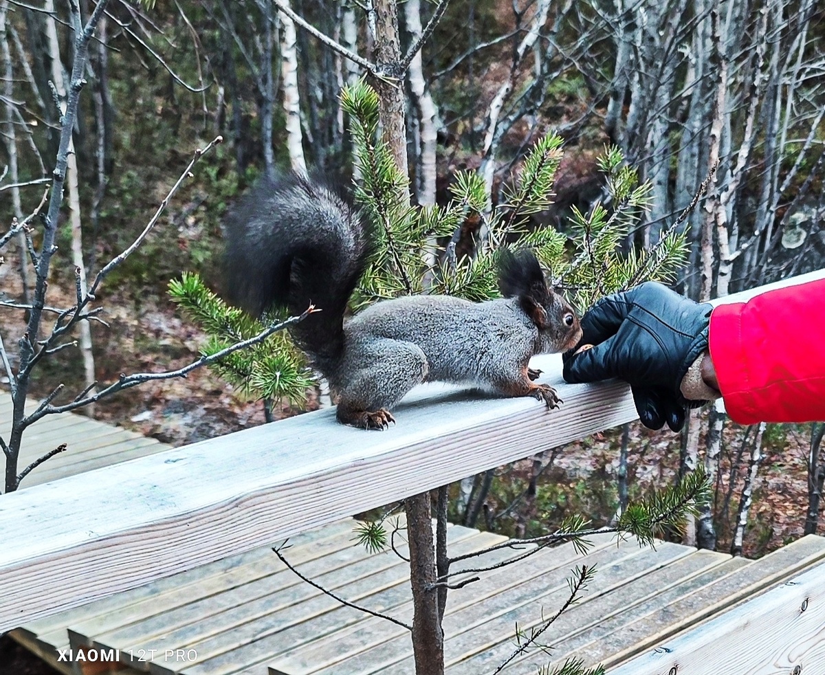 Володя угощает белочку ноябрь 2024 года.