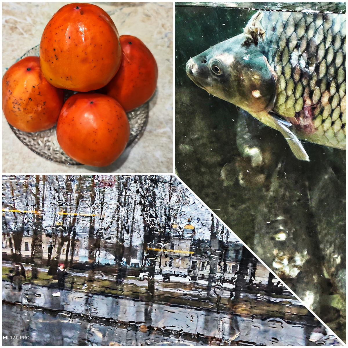 Коллаж автора.