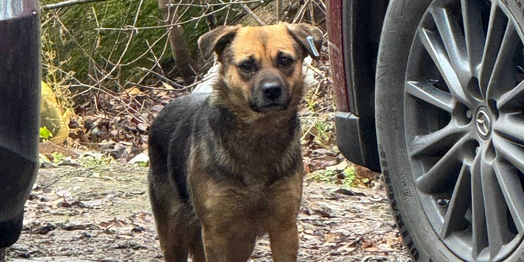 На Оганова собака появилась с биркой, очень трусится, боится всего