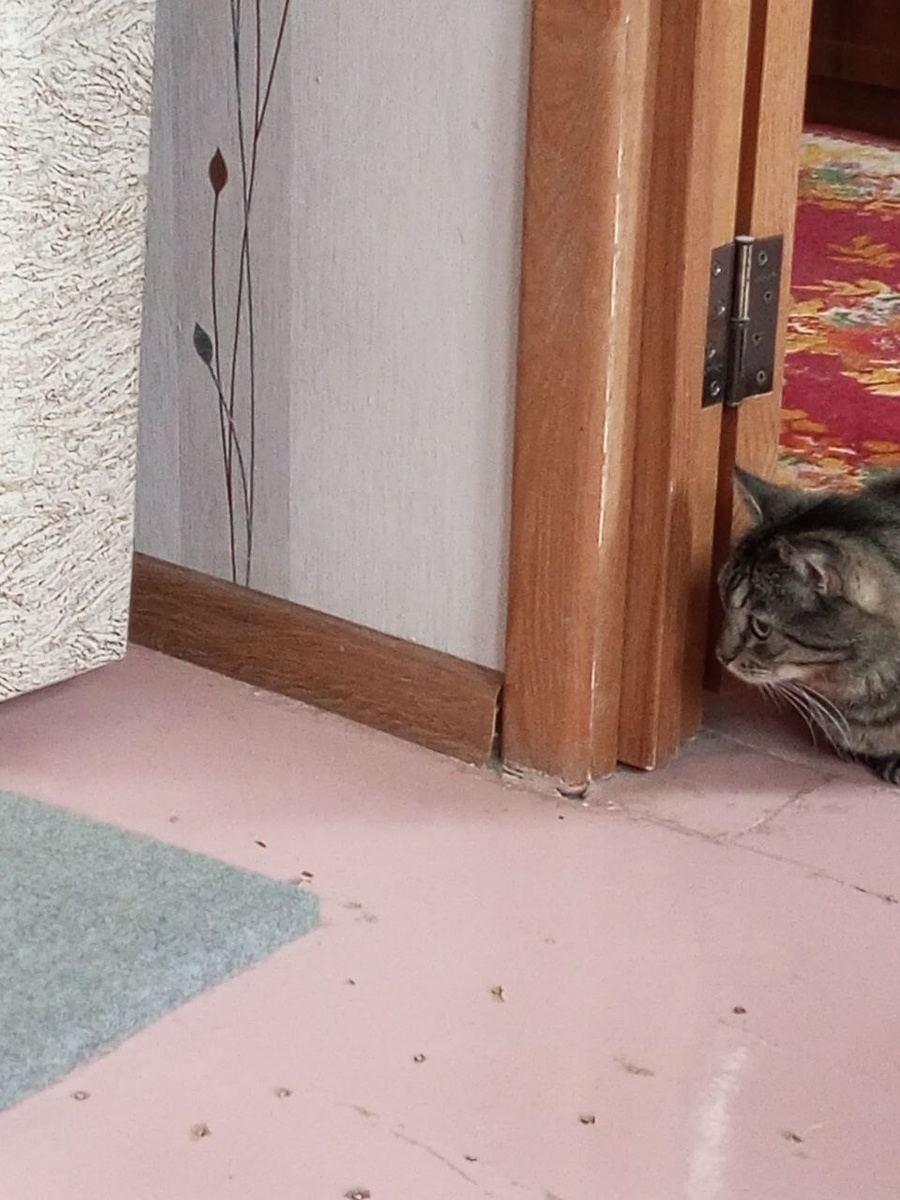 И никуда ж ты не денешься, нарушитель...