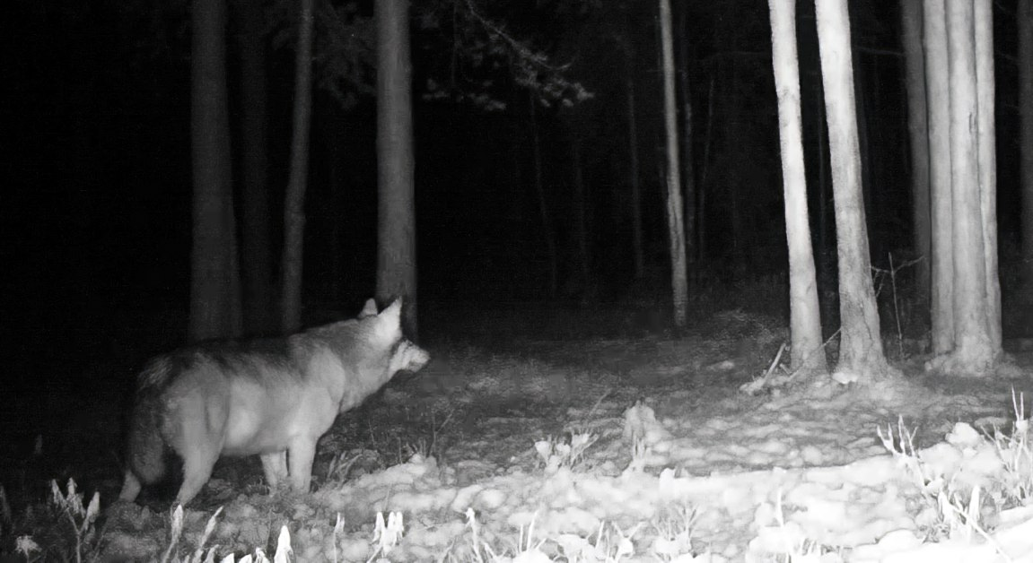 Фото: Каждой твари по паре / Павел Глазков
