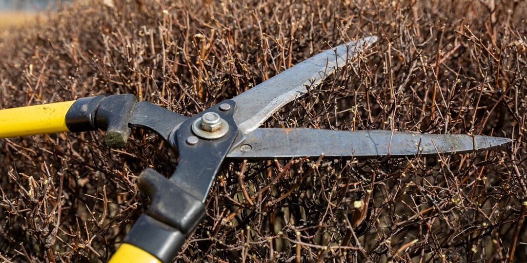 Можно ли обрезать деревья и кустарники в саду в декабре? Отвечает садовод