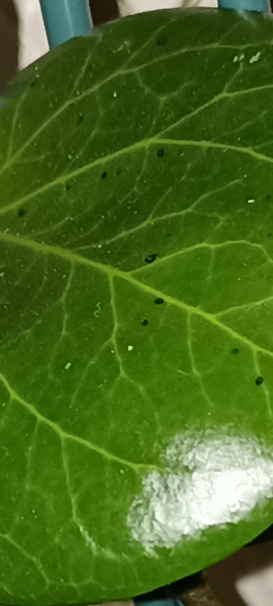 Необычные "веснушки".