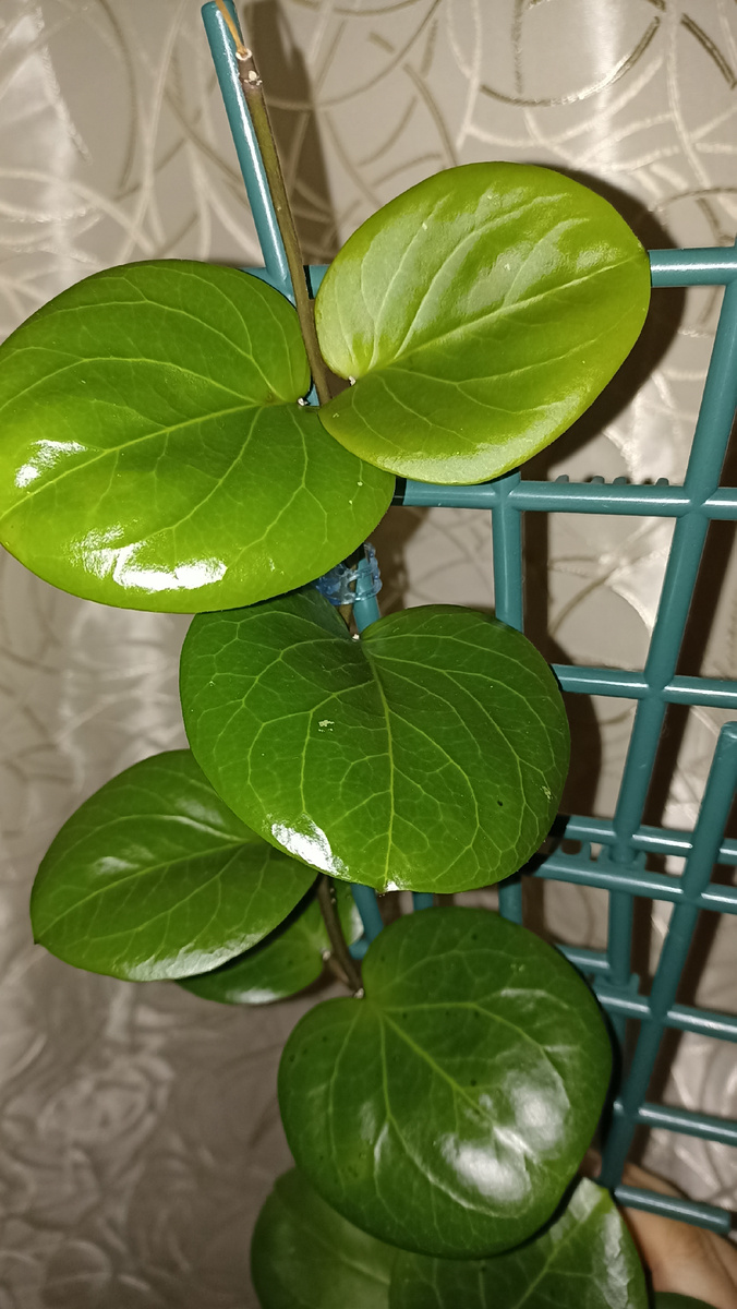 Отсушила верхушку. Но зато появился новый побег снизу.