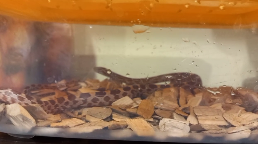 К калужанам в квартиру заползла змея