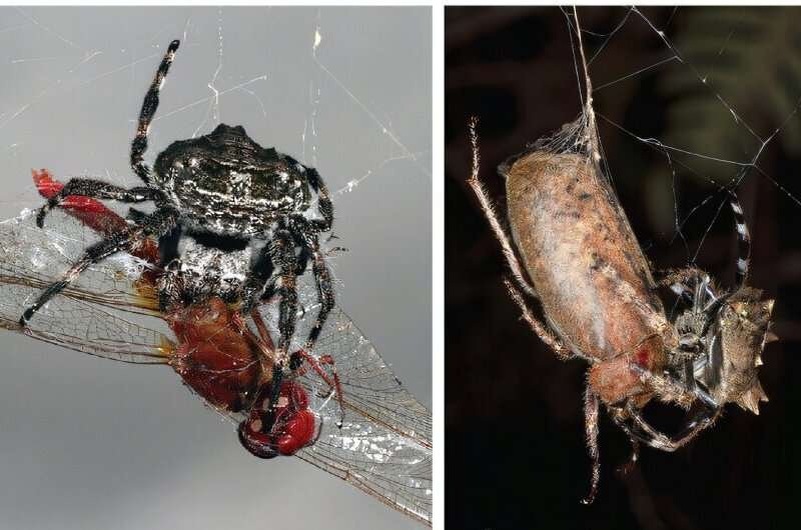    Пауки-кругопряды крупным планом