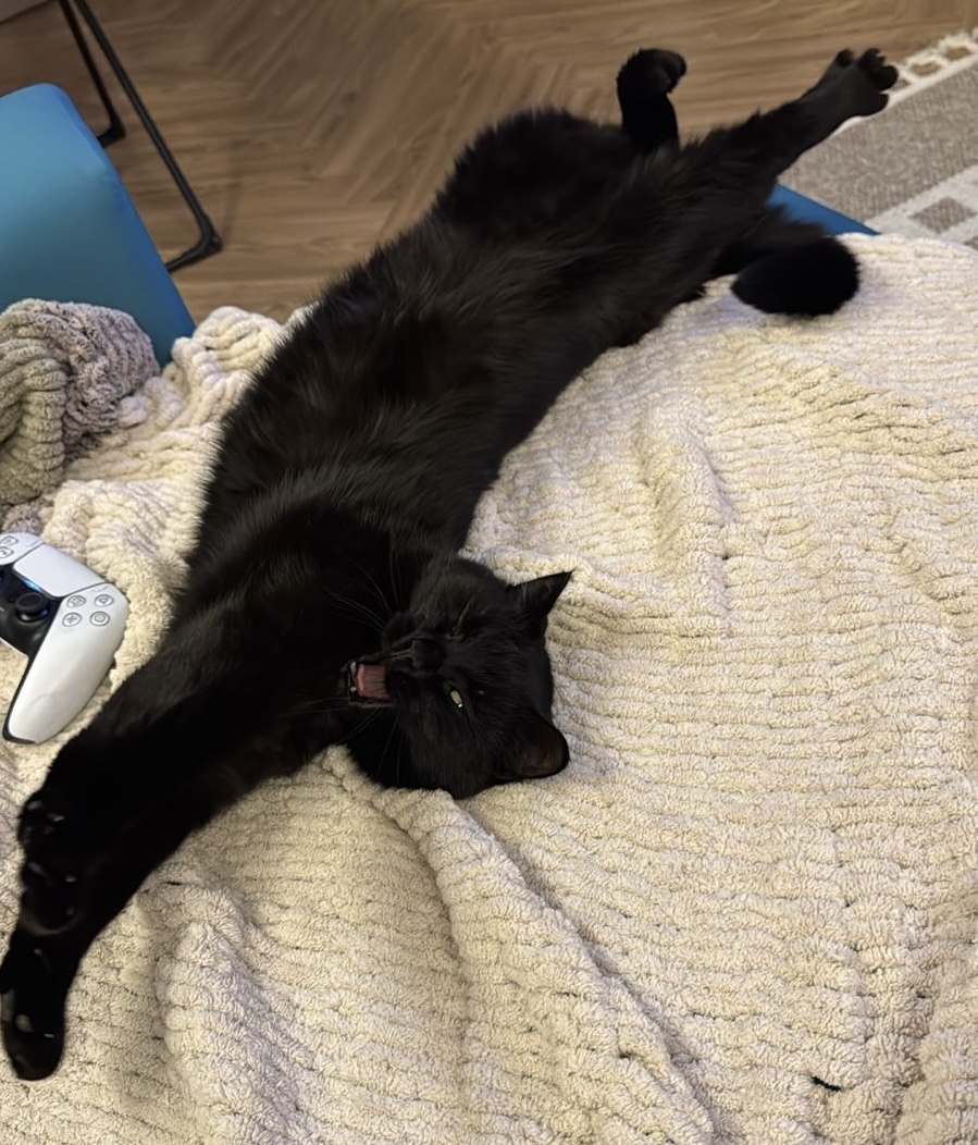 Котики наши))