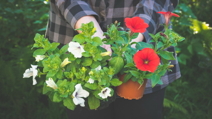 Результат раннего посева - петуния цветет уже в середине мая