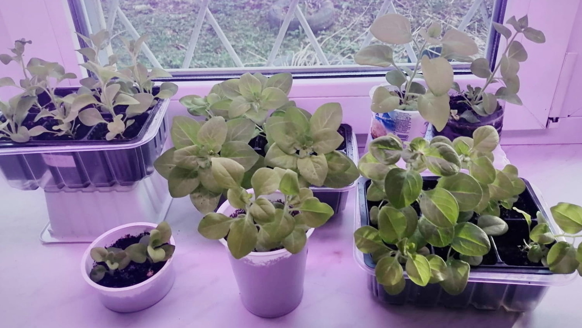 Компактные растения