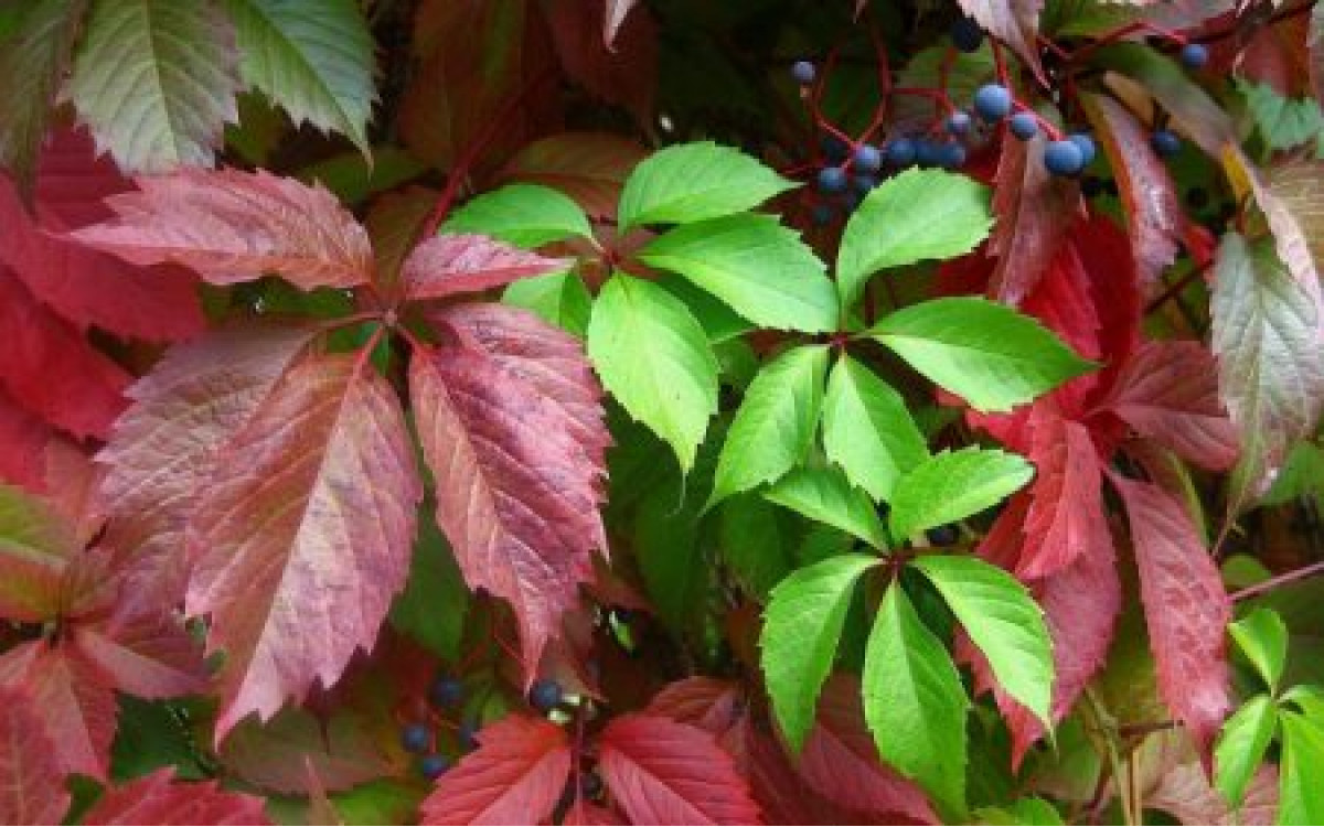 Девичий виноград. Фото взято из открытых источников