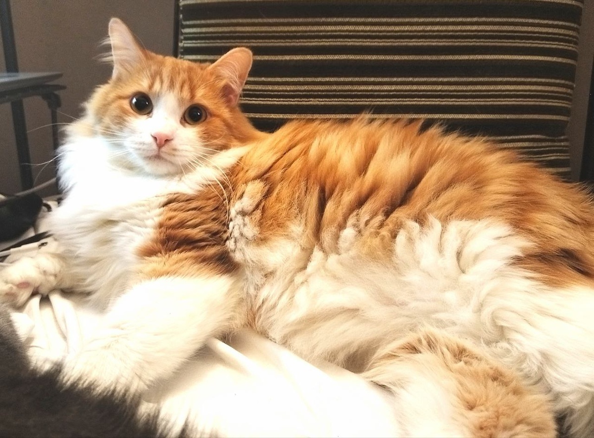 Барин-барин:)