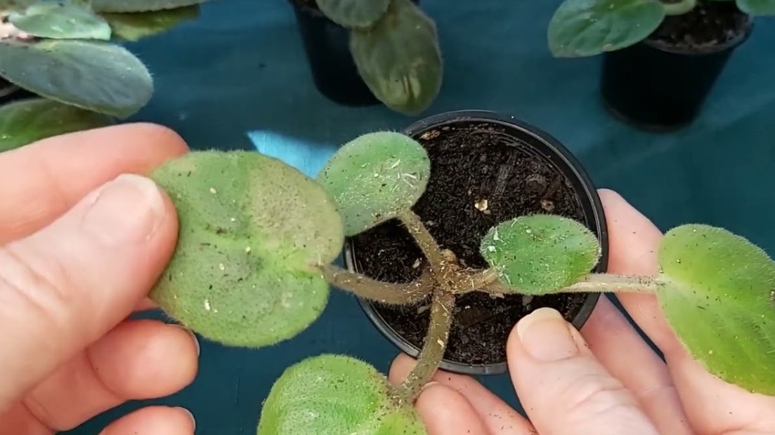 Вот так выглядели мои растения до начала испытаний