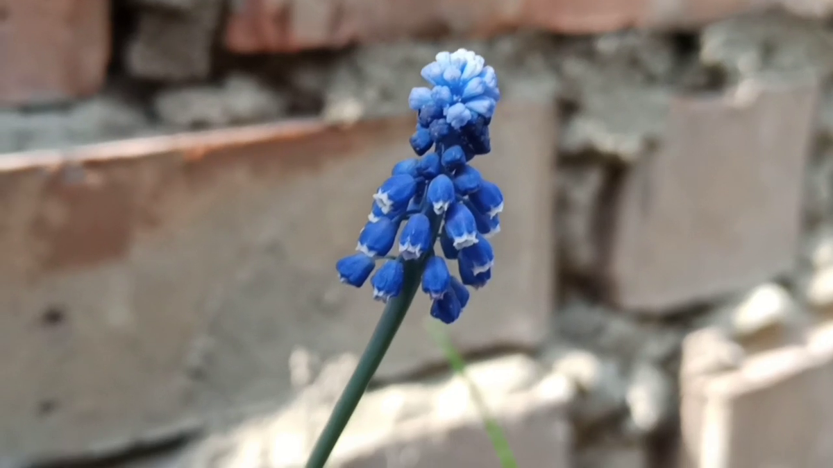 Рудбекия – канал про цветы. Гадючий лук, или Мышиный гиацинт, или Мускари. 