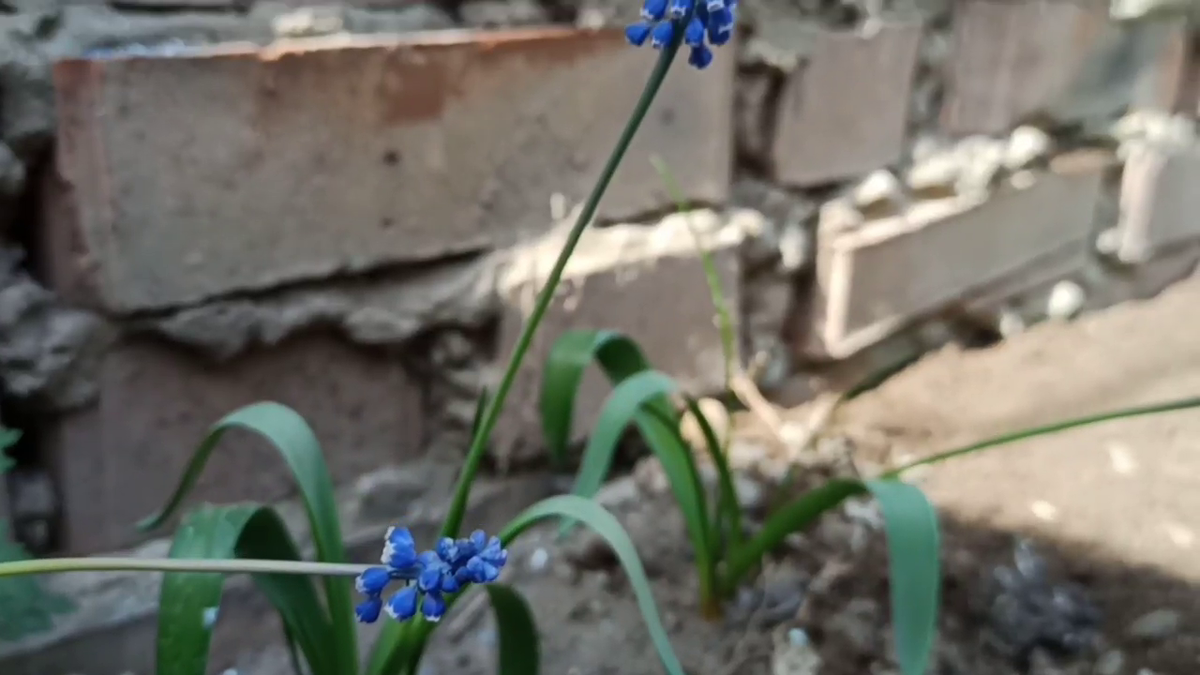 Рудбекия – канал про цветы.