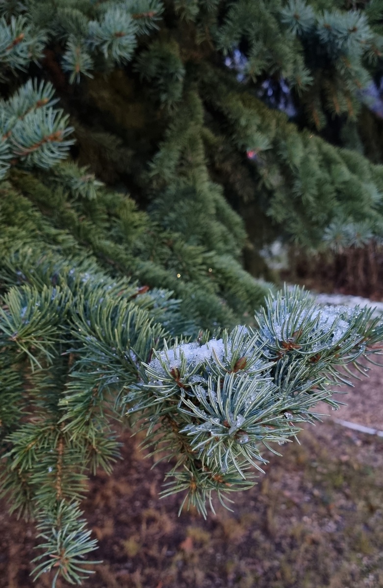 Вот и я была такая колючая-колючая)