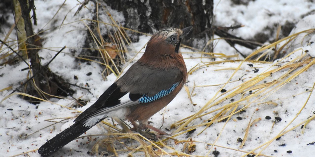 11 декабря отмечается Сойкин день) Увидеть сегодня сойку - хорошая примета