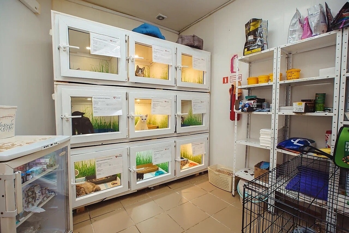 Приюту жизненно необходимо построить новое стационарное отделение с 12 герметичными боксами. 