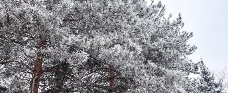 Электросети Кадуйского округа помогают восстановить новгородские бригады специалистов