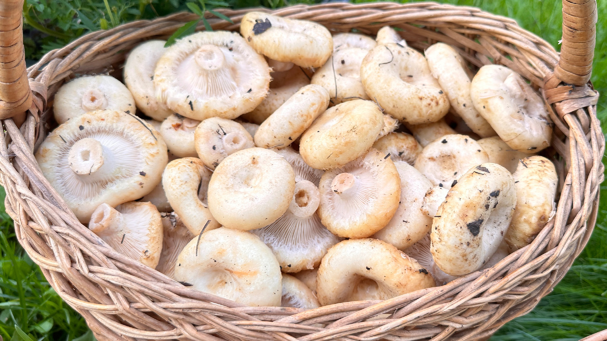 Изображение взято в свободном доступе сети Интернет 