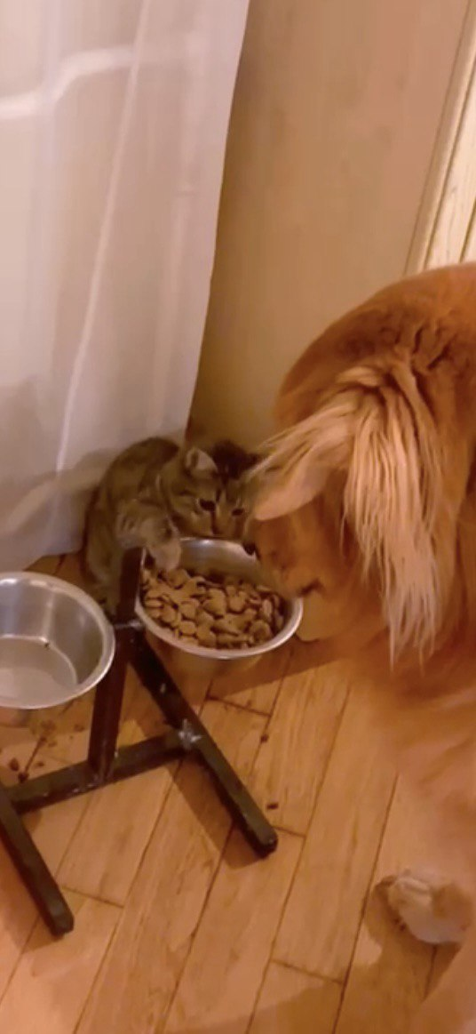 ем из миски Рольфа