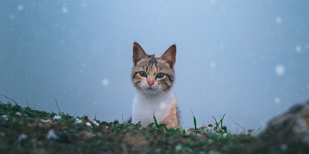 Пленник диких гор: невероятное спасение кота, 5 месяцев боровшегося за жизнь в Канаде