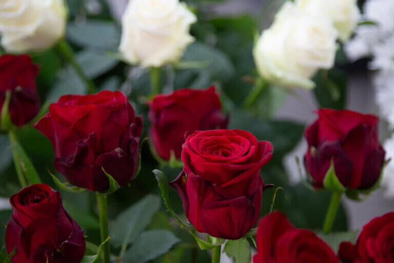    Фото: Общественная Служба Новостей Марта Леви