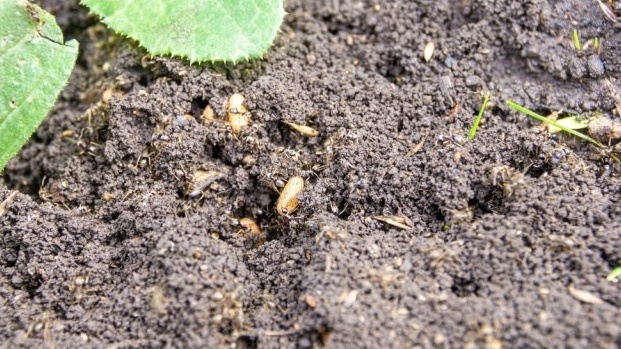 Складываю винные пробки возле грядок от муравьев. Соседи просят рецепт смеси