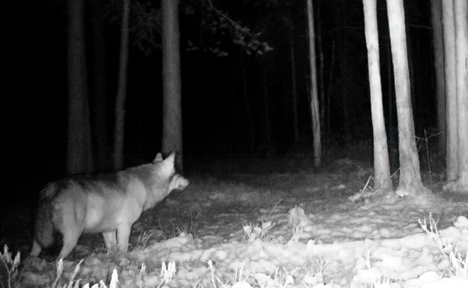    © Telegram / Каждой твари по паре