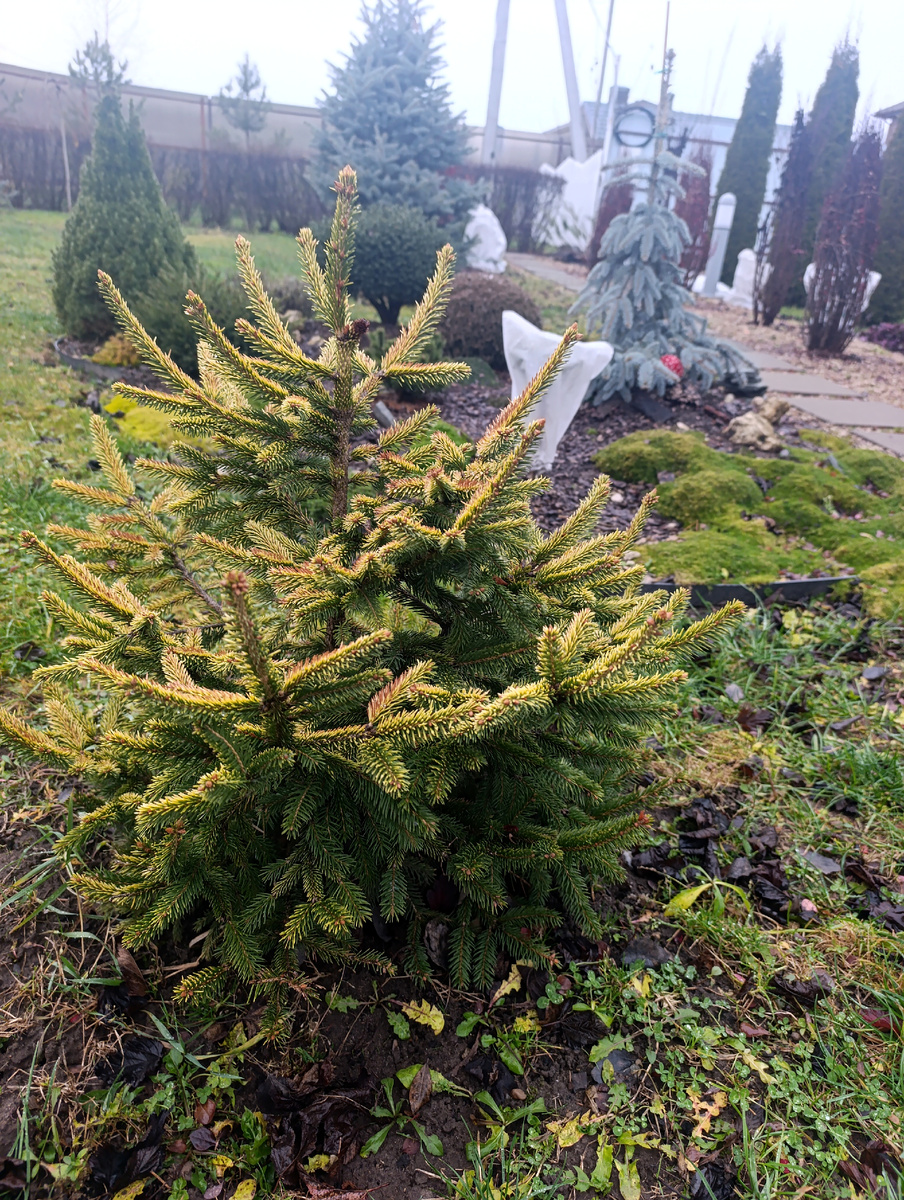 Ель Акрокона Голд.