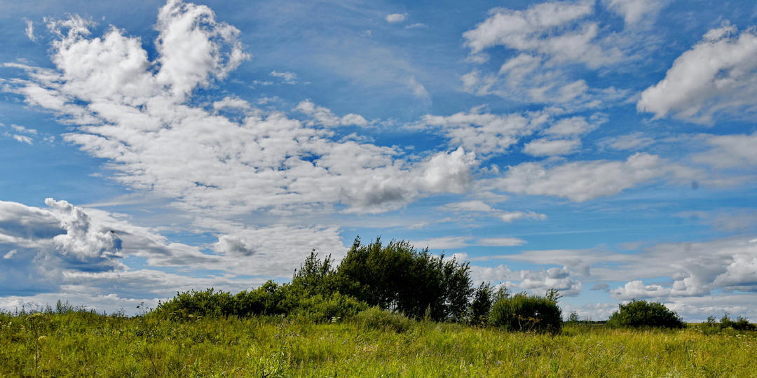 В Калужской области расширили список опасных растений