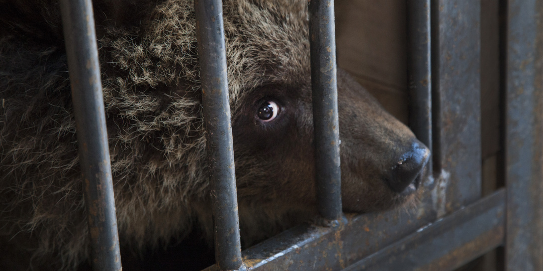 В Калужской области стало меньше бурых медведей