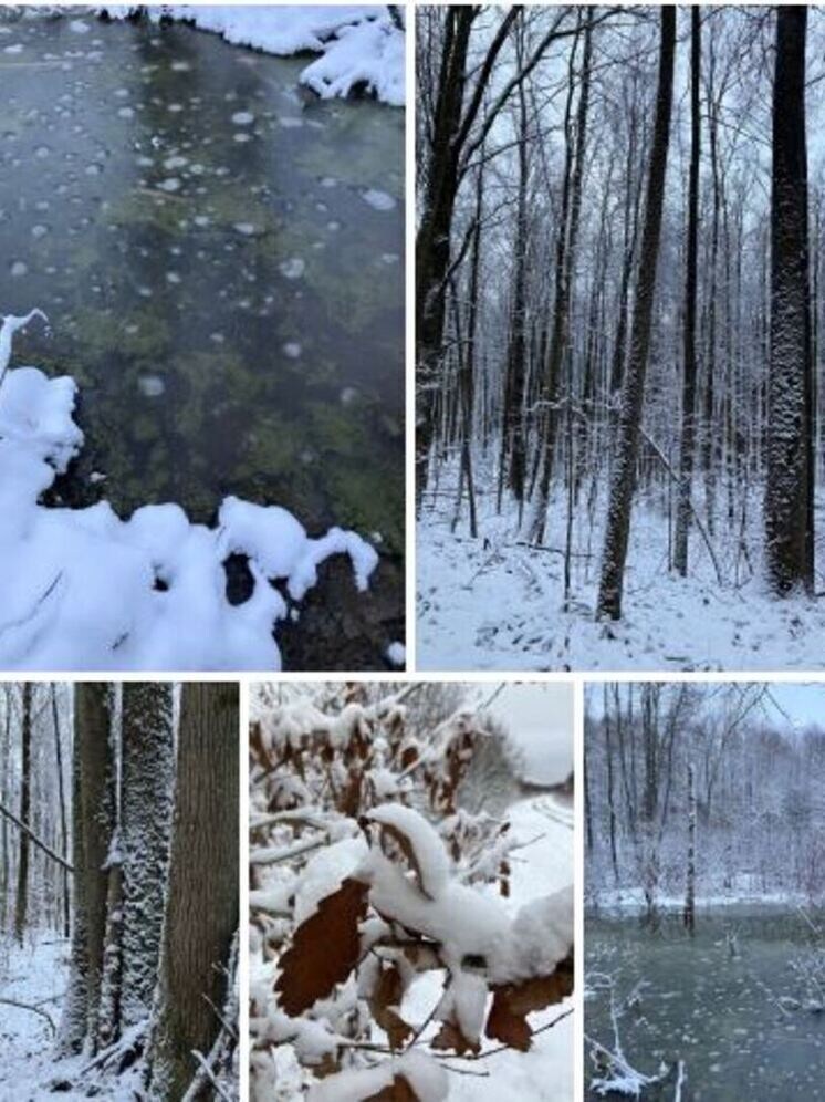     Фото: скрин фото сотрудников заповедника «Калужские засеки».