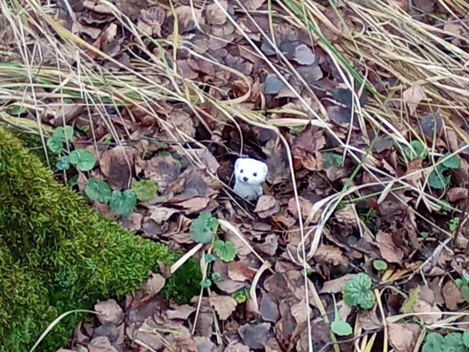    Фото: пресс-служба нацпарка «Лосиный остров»/Маргарита Инюткина