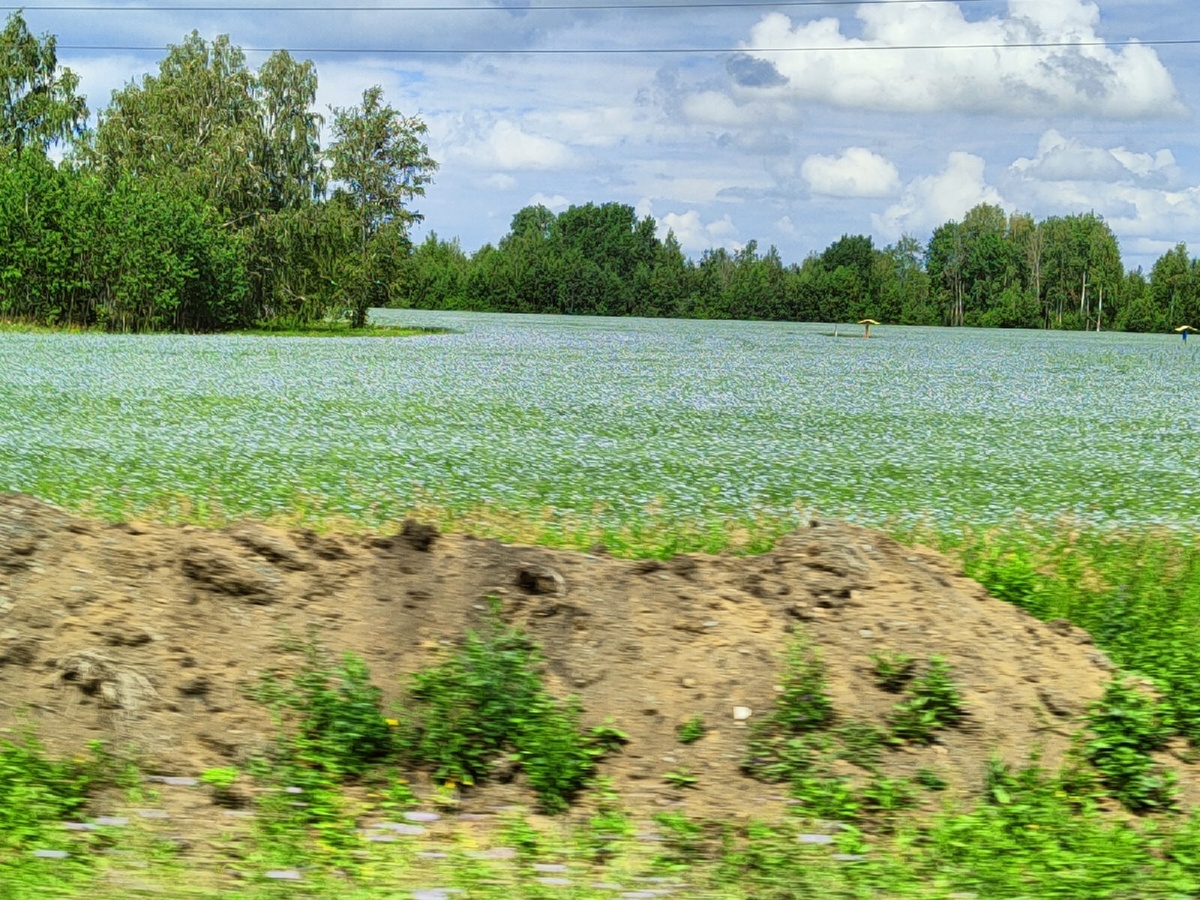 Где-то на трассе Омск-Челябинск. Фото 2022 год. 