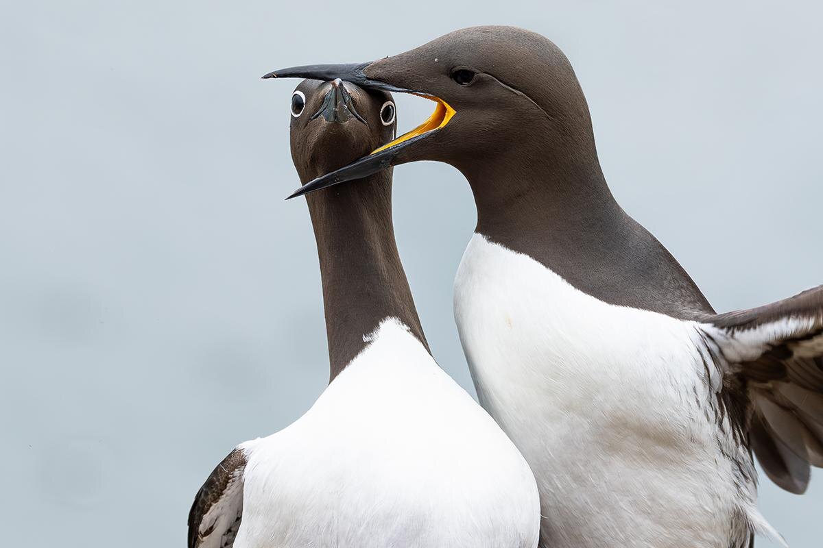 Warren Price / The Comedy Wildlife Photography Awards📷Победитель в категории «Птицы»
 «Захват головы», Уоррен Прайс (Великобритания)