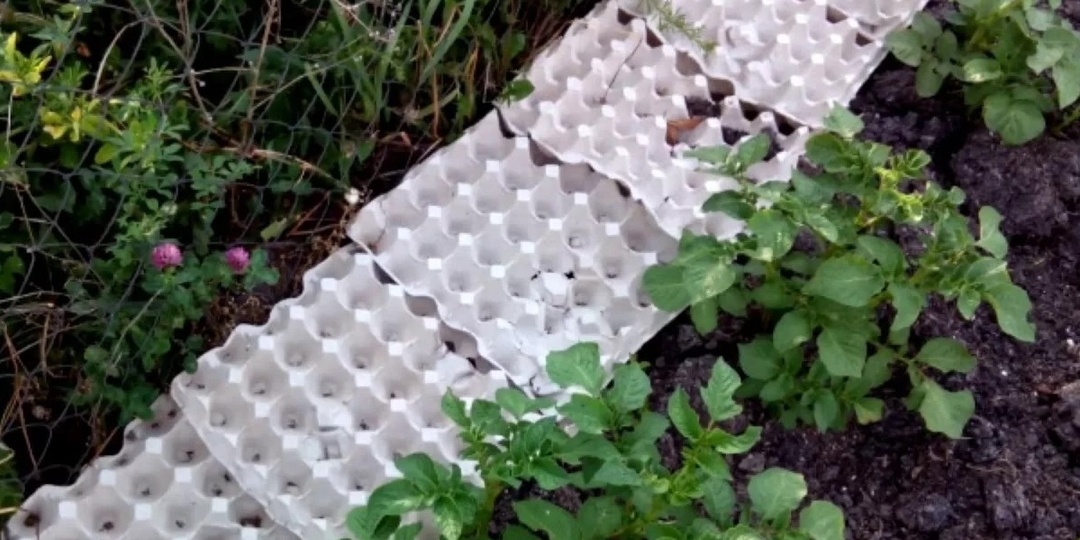 Раскладываю яичные лотки между рядами картофеля. Колорадский жук обходит участок стороной