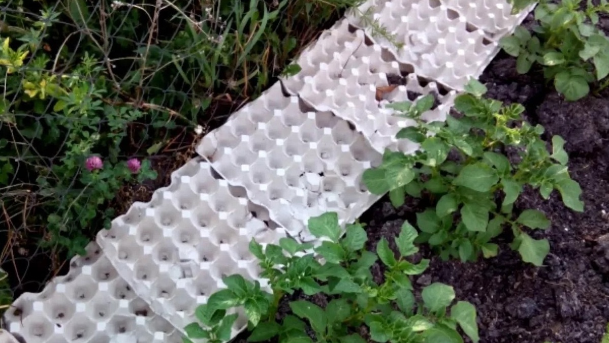 Яичные лотки между рядами - простой способ защиты картофеля от вредителей