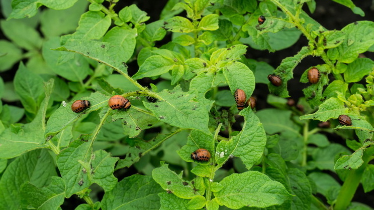 Так выглядят листья после атаки колорадского жука